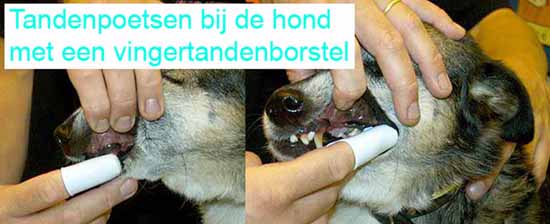 Tandenpoetsen bij de hond met een vingertandenborstel.